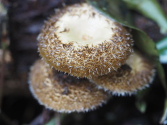 Lentinus crinitus