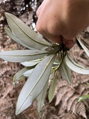 Drimys granadensis