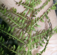 Athyrium filix-femina