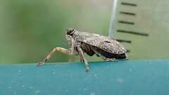 Issus coleoptratus