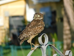 Athene cunicularia floridana
