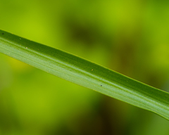 Tecophilaea violiflora