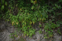 Hypoestes floribunda