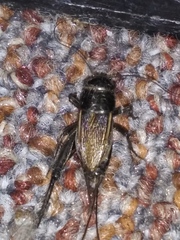 Gryllus pennsylvanicus
