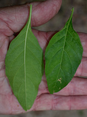 Hypoestes floribunda