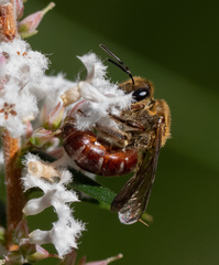Parasphecodes