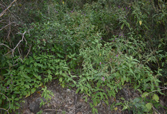Hypoestes floribunda