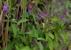 Hypoestes floribunda