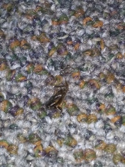 Eunemobius carolinus