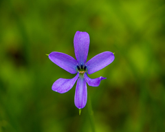Tecophilaea violiflora
