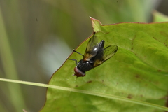 Tephritoidea