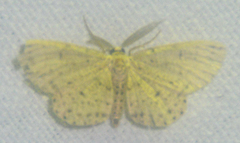 Glena cribrataria