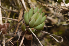 Sedum lanceolatum