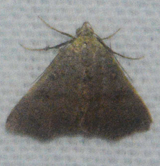 Bleptina caradrinalis