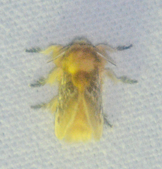 Megalopyge opercularis