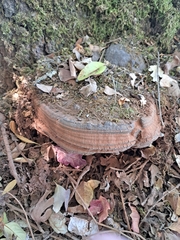 Ganoderma brownii