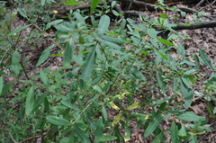 Hypericum prolificum