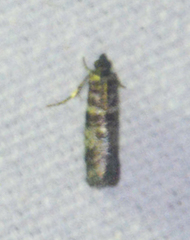 Sciota uvinella
