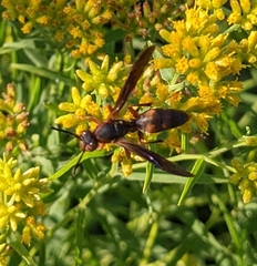 Polistes metricus