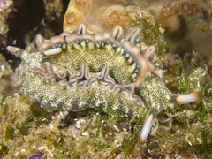 Thuridilla carlsoni