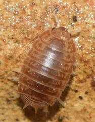 Leptotrichus panzerii