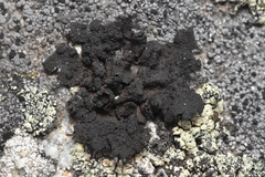 Umbilicaria