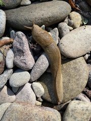 Ariolimax columbianus