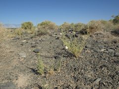 Cleomella obtusifolia