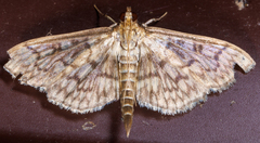 Herpetogramma pertextalis