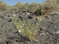 Cleomella obtusifolia