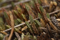 Selaginella densa