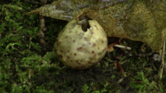 Amphibolips quercusinanis