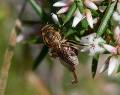 Parasphecodes