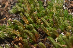 Selaginella densa