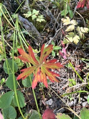 Geranium viscosissimum