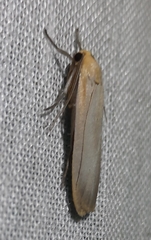 Eilema