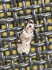 Lepidoscia heliochares