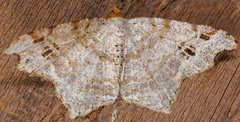 Macaria aemulataria