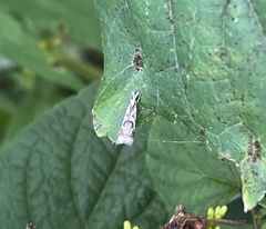 Microcrambus elegans