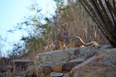 Otospermophilus variegatus
