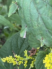 Microcrambus elegans