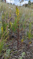 Orthocarpus luteus