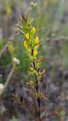 Orthocarpus luteus