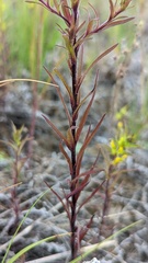 Orthocarpus luteus