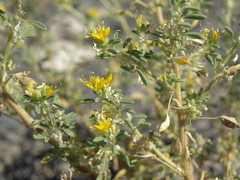 Cleomella obtusifolia