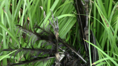 Sturnus vulgaris