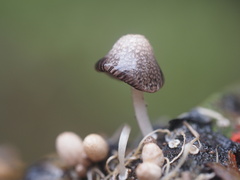 Coprinopsis