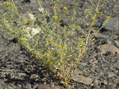 Cleomella obtusifolia