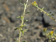 Cleomella obtusifolia