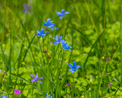 Tecophilaea violiflora